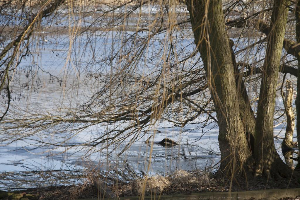 Villa Weissensee Potsdam Bagian luar foto
